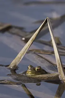 Common toad (Bufo bufo), with head on the water surface between plant parts