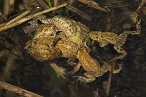 Common toad (Bufo bufo), mating clump with female and several males