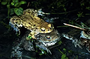 Common toad (bufo bufo), mating, mating season