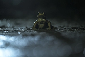 Common toad (Bufo bufo), single male