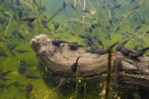 Common toad (Bufo bufo), tadpole