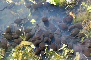 Common toad (Bufo bufo), many tadpoles in spawning water