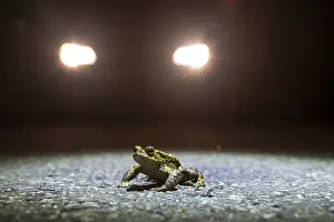 Common toad (Bufo Bufo) during toad migration at night in the spotlight