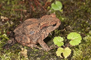 Common toad (Bufo bufo), yearling at nocturnal foraging