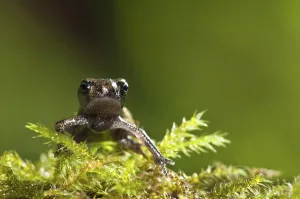Common toad, common toads (Bufo bufo)