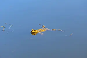 Common toad, male during mating season in spawning water