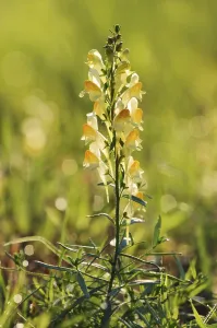 Common toadflax or lesser snapdragon (Linaria vulgaris)