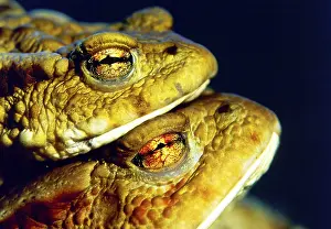 Common Toads (Bufo bufo), pair