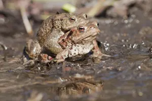 Common Toads (Bufo bufo), pair in a pond