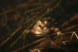 Two common toads (Bufo bufo) with spawn in a pond