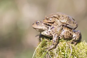 Common toads (bufo Bufu) migrating, Hesse, Germany