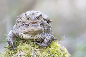 Common toads (bufo Bufu) migrating, Hesse, Germany