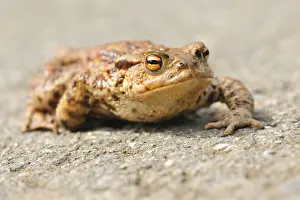 Common Toads migration to the spawning season in spring