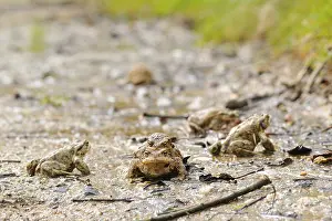 Common Toads migration to the spawning season in spring