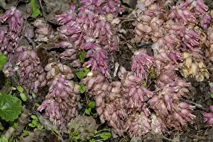 Common toothwort (Lathraea squamaria)