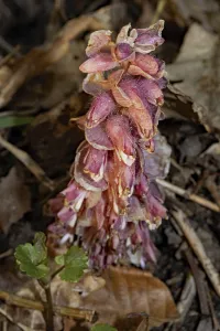 Common toothwort (Lathraea squamaria)