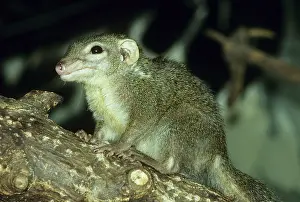 Common tree shrew, Common (Tupaja)