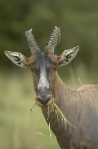 Common Tsessebe (Damaliscus lunatus)