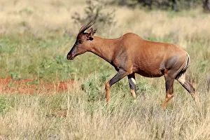 Common Tsessebe or Sassaby (Damaliscus lunatus)