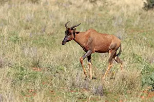 Common Tsessebe or Sassaby (Damaliscus lunatus)