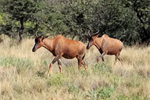 Common Tsessebe or Sassaby (Damaliscus lunatus)