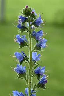 Common viper's-bugloss (Echium) vulgare