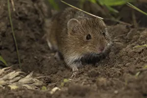 Common vole (Microtus arvalis)