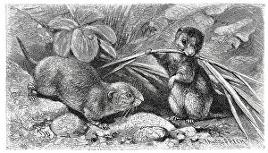 Common vole (Microtus arvalis) is a mammal from the subfamily of voles
