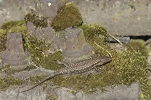 Common wall lizard (Podarcis muralis)