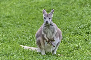 Common Wallaroo (Macropus robustus)