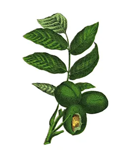 Common Walnut Tree, historical illustration