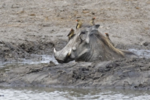 Common warthog (Phacochoerus africanus)