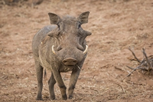 Common warthog (Phacochoerus africanus)