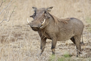 Common warthog (Phacochoerus africanus)