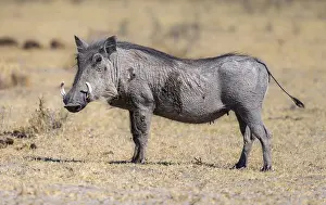 Common warthog (Phacochoerus africanus)