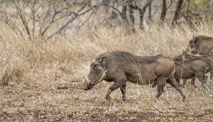 Common warthog (Phacochoerus africanus)
