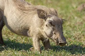 Common warthog (Phacochoerus africanus)