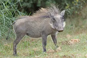 Common warthog (Phacochoerus africanus)
