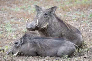 Common warthog (Phacochoerus africanus)