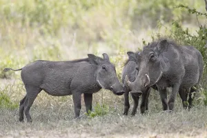 Common warthog (Phacochoerus africanus)