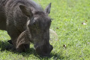 Common warthog (Phacochoerus africanus)