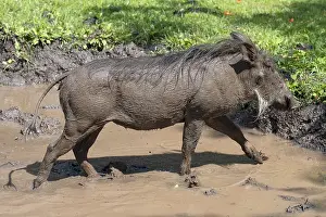 Common warthog (Phacochoerus africanus)