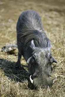 Common Warthog (Phacochoerus africanus) with big tusks kneeling down to feed