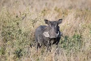 Common warthog (Phacochoerus africanus) in tall dry grass