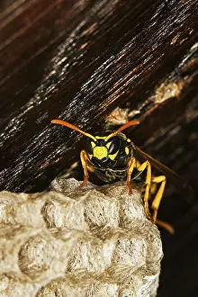 Common Wasp (vespula vulgaris)