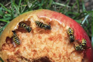 Common wasp (Vespula vulgaris) on apple, Germany