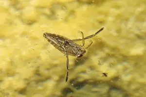 Framed Print : Common water boatman (Notonecta glauca) Back-swimmers