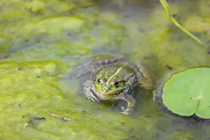 A common water frog, Pelophylax kl