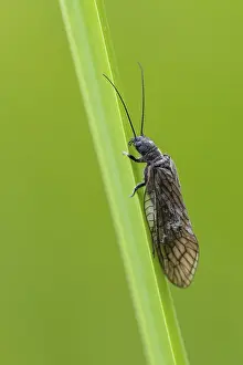 Common water lacewing (Sialis cf)