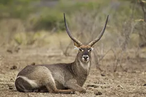 Common Waterbuck (Kobus ellipsiprymnus)